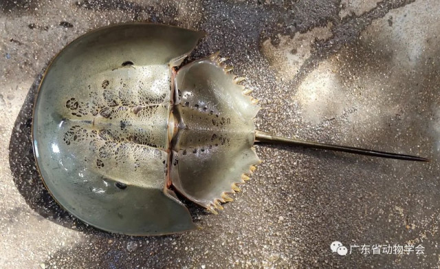 Blue blood and helmet-like shell! Things you may not know about this Blue blood and helmet-like shell! Things you may not know about this