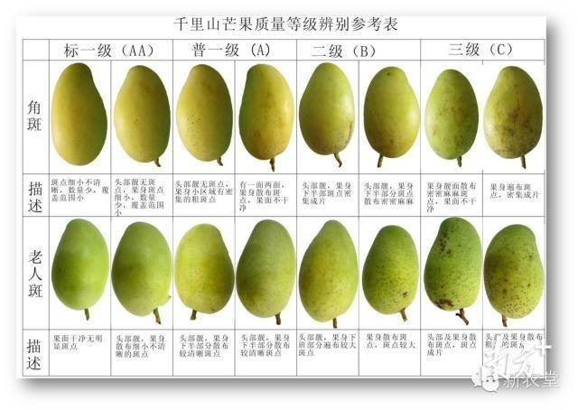 千里山将芒果按规格、质量等指标分成若干等级  受访者供图