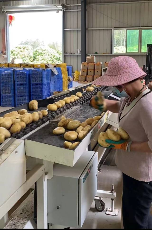 土豆智能分选机