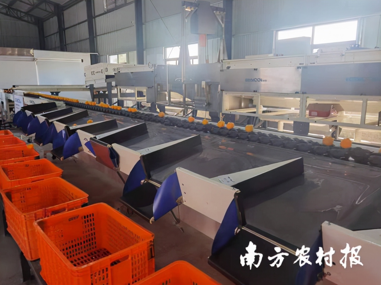 10元一个的德庆贡柑，离不开这项国产“黑科技”