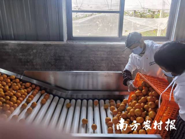 10元一个的德庆贡柑，离不开这项国产“黑科技”