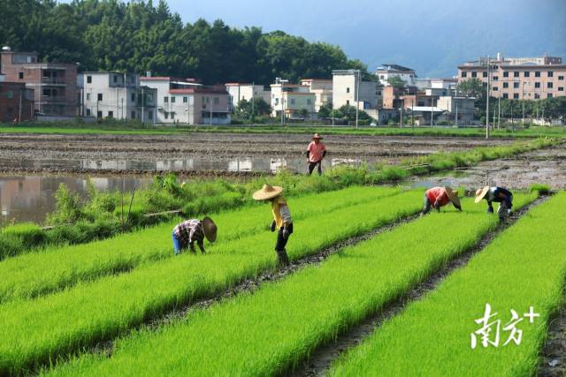 8月13日，立秋已过，晚稻进入插秧季，肇庆市封开县渔涝镇前进村的农民正在移植秧苗。莫献绪 摄