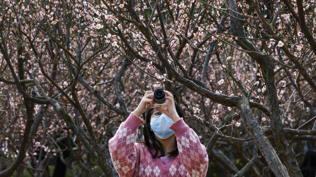 Spotting plum blossoms bloom in Shenzhen