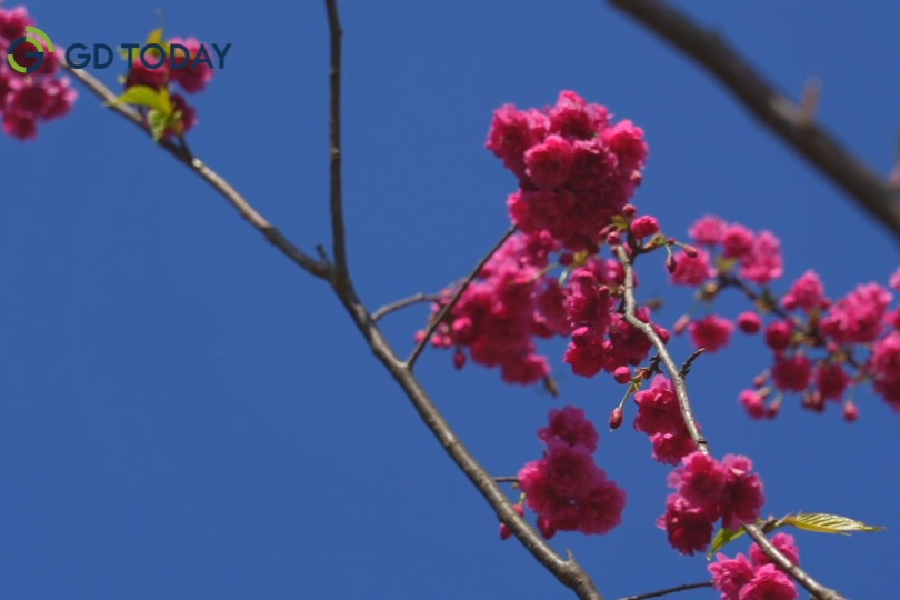 Cherry blossoms in the South China Agricultural University begin to flower