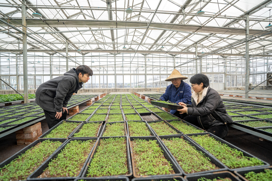2024年2月18日，浙江金华金东区农业农村局农业技术专家在江东镇芦村蔬菜种植基地技术指导。