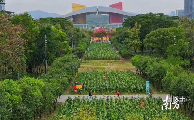 3000 ㎡ cornfield hidden in Shenzhen CBD