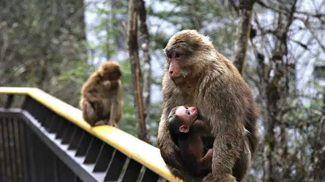 网友投诉猴子抢食、打人 峨眉山景区：已实行人猴分离