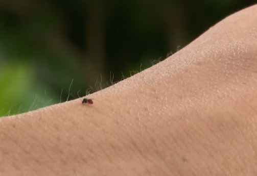 Attention! Beware of these common tiny flies in Guangdong's outdoor areas