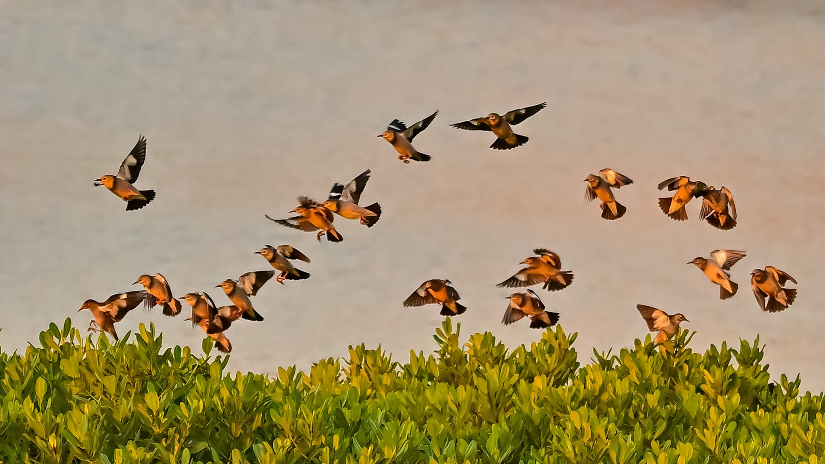 "Bird Waves" appears at Maoming Shuidong Bay