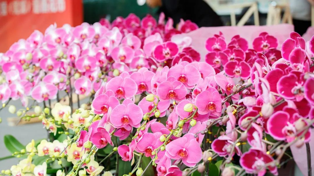 Dongguan's Spring Festival markets in full bloom