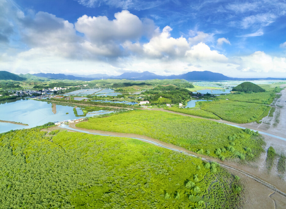 广东台山镇海湾红树林国家湿地公园（通讯员供图）