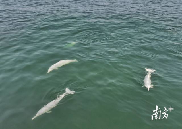 湛江市雷州湾海域，成群的中华白海豚在画面嬉戏玩耍。