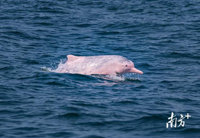 湛江雷州湾，一头中华白海豚跃出水面。