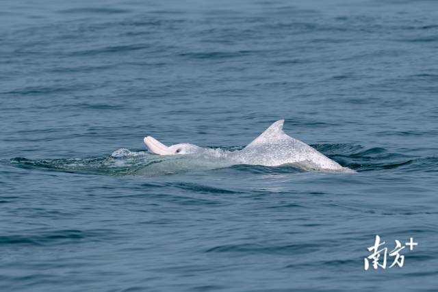湛江市雷州湾海域，一头成年的中华白海豚露出水面呼吸。