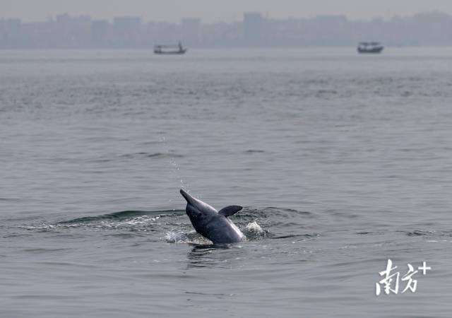湛江雷州湾，一只捕食的幼豚跃出水面，海岸不远处是硇洲岛。