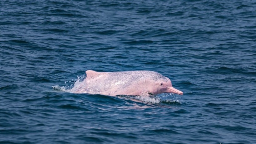 追逐、嬉戏、缠绵……湛江中华白海豚奇观画面，完美邂逅！