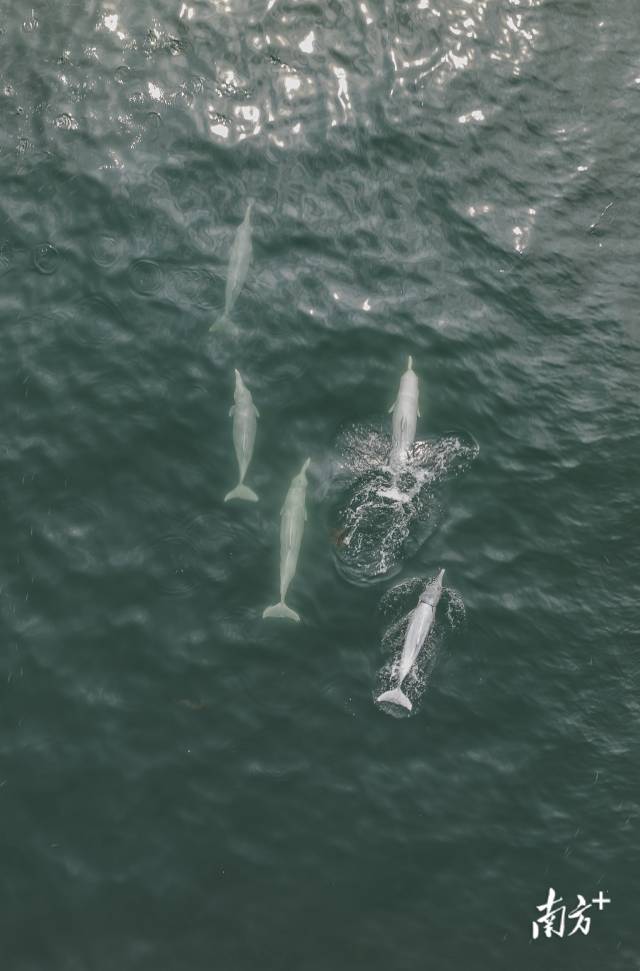 湛江市雷州湾海域，5头中华白海豚沿着海面向前游去。