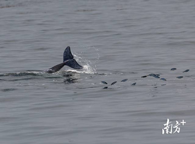 湛江雷州湾，一头中华白海豚正在捕食，被惊起的鱼儿四处逃窜。