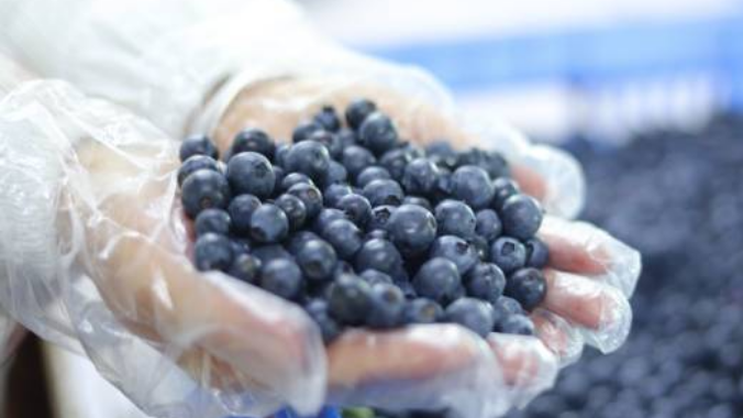 瞄准蓝色水果经济，东源蓝莓为何能成为国货之光？
