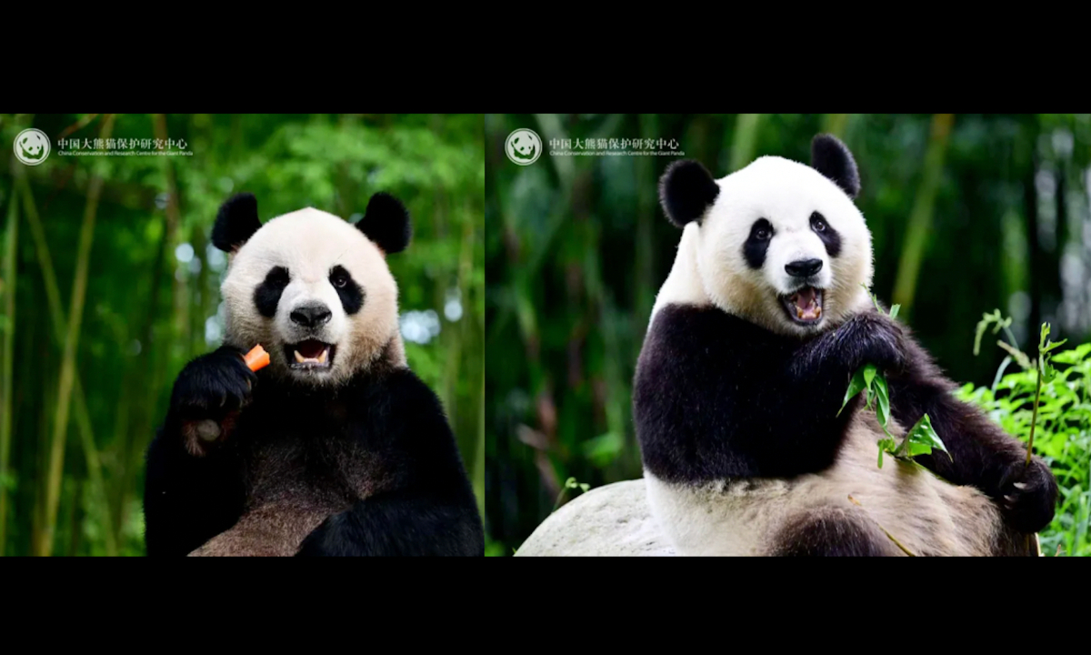 Mainland giant panda pair gifted to Hong Kong to depart on Thursday