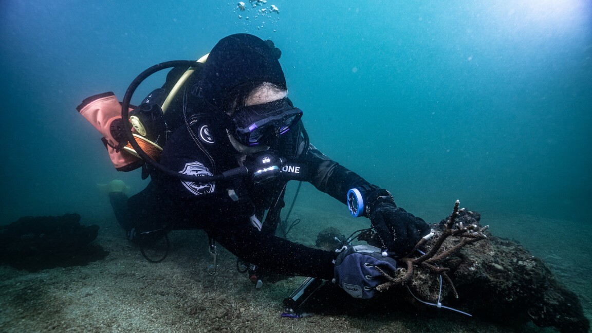 Explore & protect "Coral Gardens" in Guangdong's underwater world