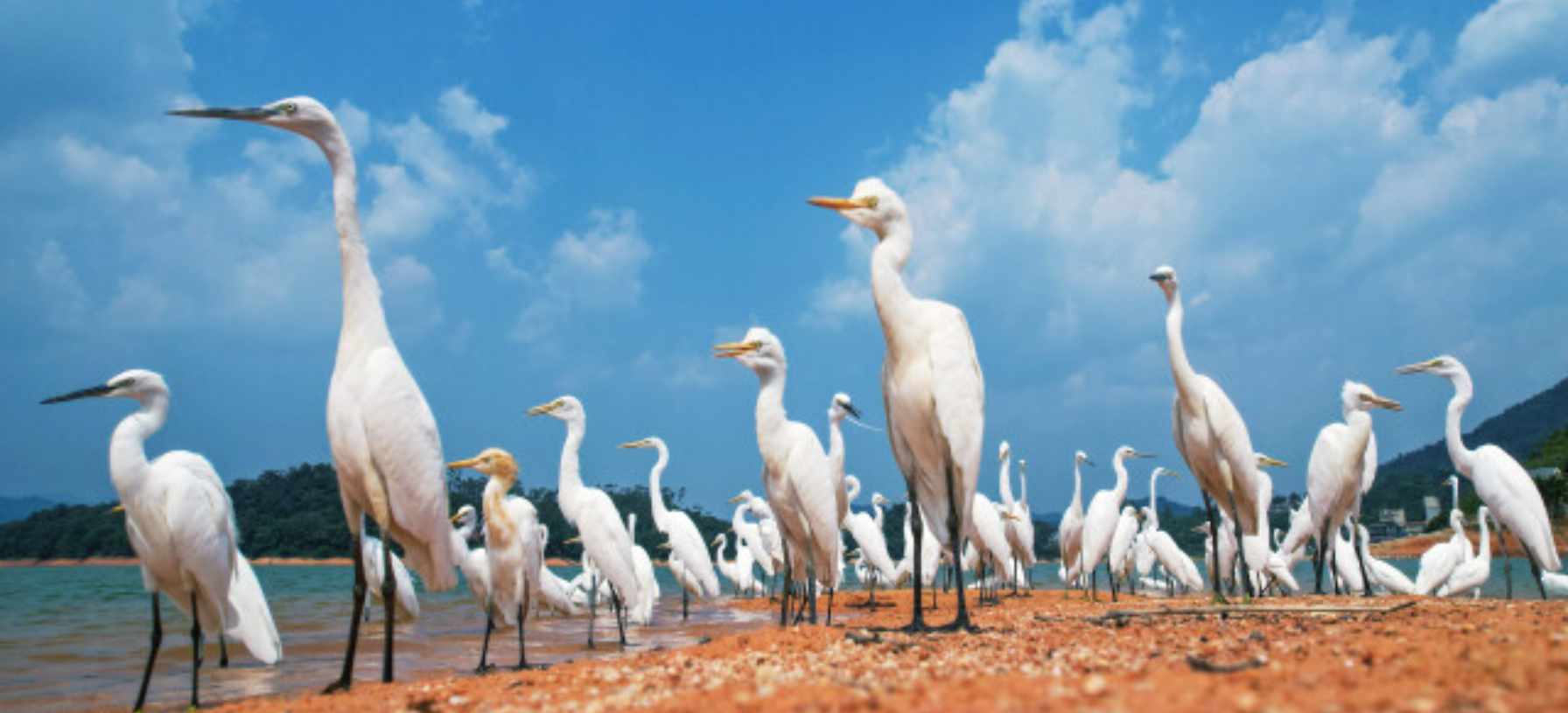 Crossing mountains and seas: tiny migrants in the sky welcomed in Guangdong!