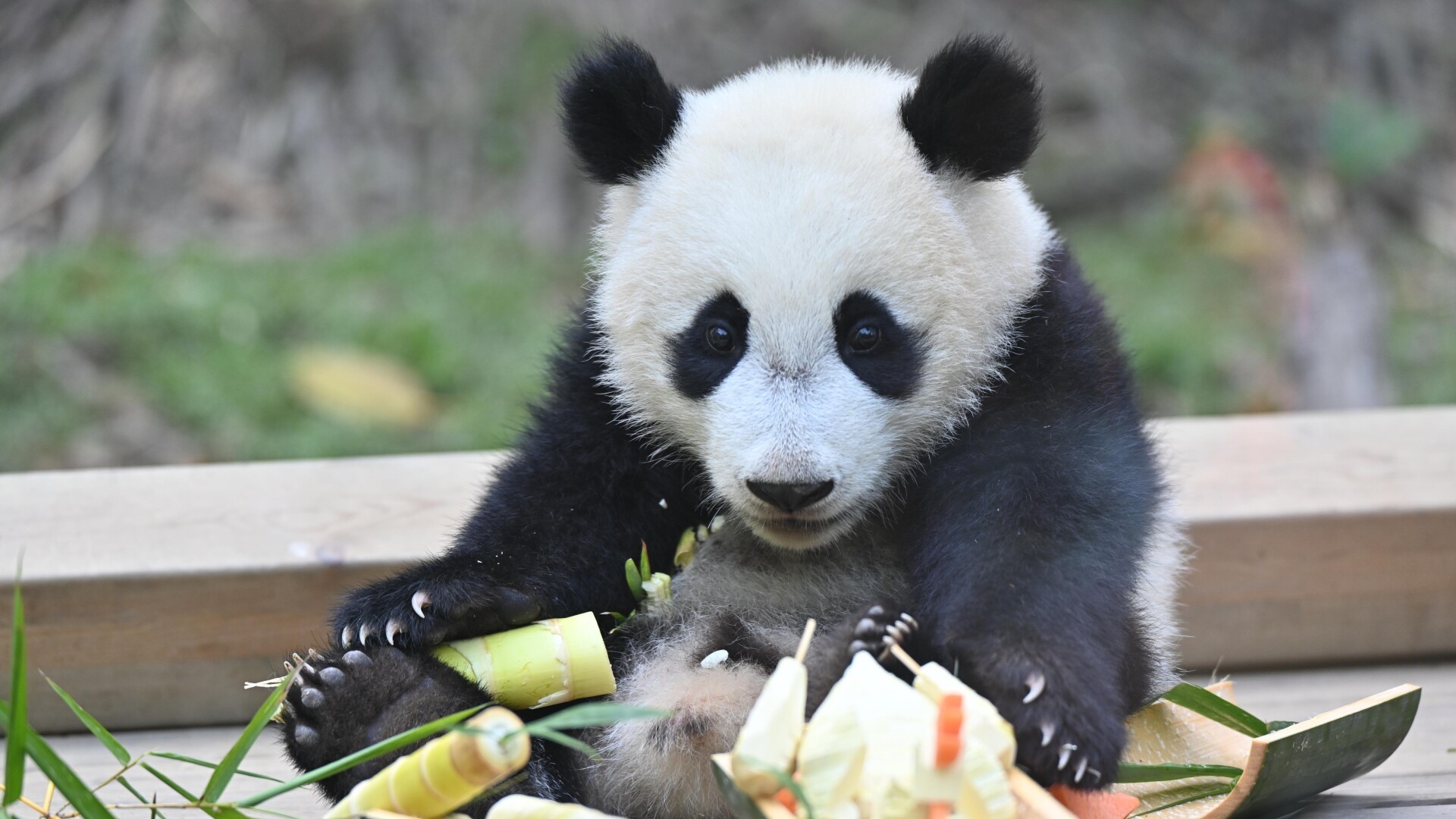 Giant panda cub "Meizhu" moves into upgraded home with traditional Cantonese celebration