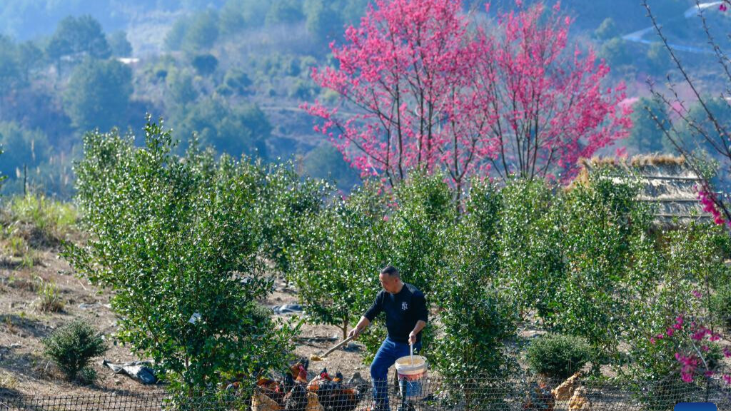 Pic story: forestry developer spends over a decade greening hills, boosting farmers' incomes