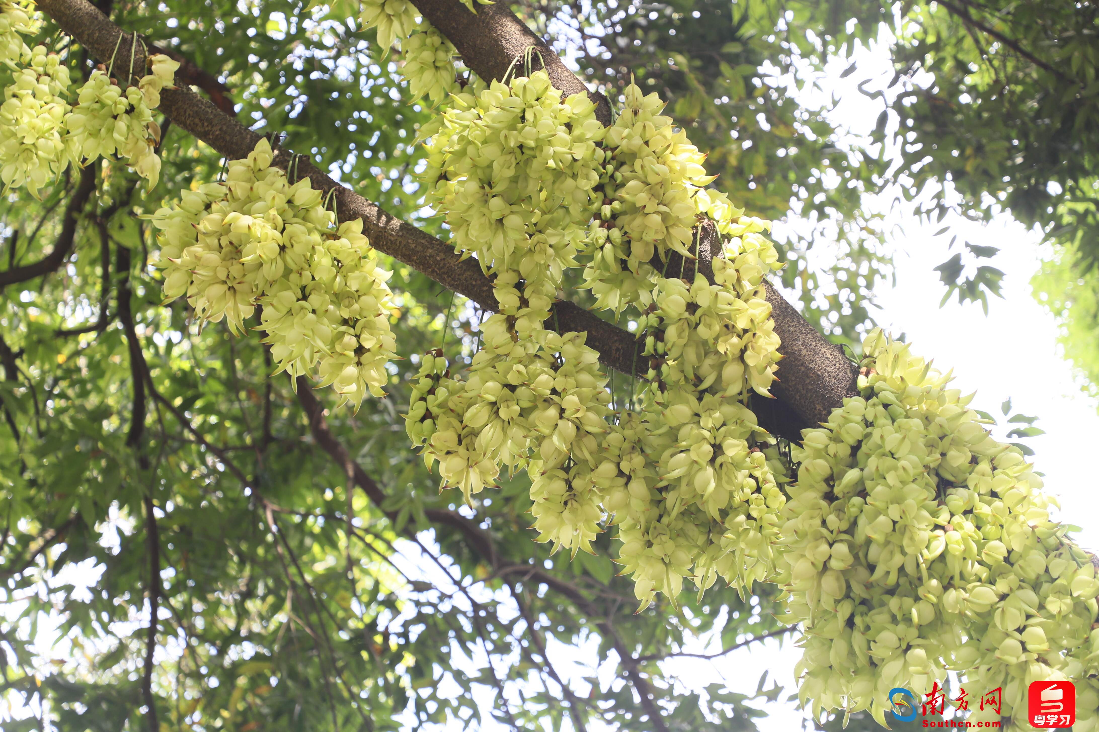 廣州黃埔天鹿湖森林公園千畝禾雀花開！這里有最全賞花攻略