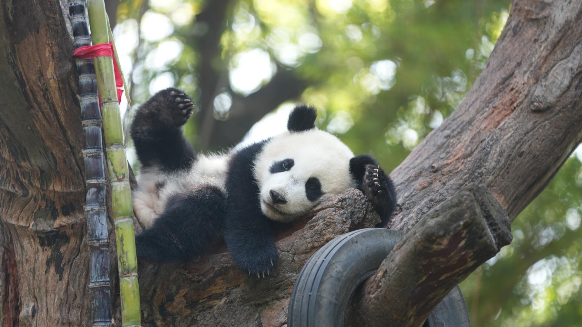 Giant panda cub "Meizhu" moves into upgraded home with traditional Cantonese celebration