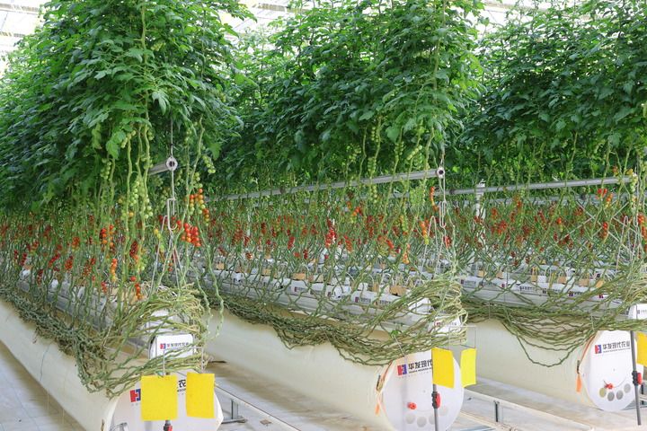2月19日，梅州市华发现代设施农业产业基地内种植的番茄。新华社记者 黄国保摄