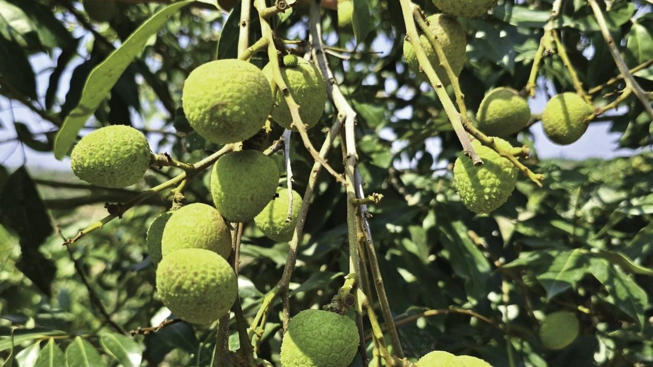Maoming's lychees begin to ripen for sweet season