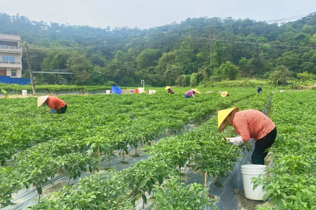 聚焦“百千万工程”丨新兴县车岗镇：龙福椒奏起乡村振兴“椒”响曲