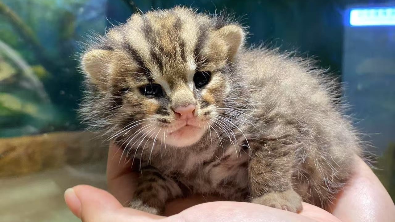 Qingyuan achieves first successful breeding of rescued leopard cat