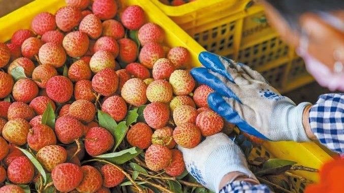 Where to pick and enjoy Nanshan Lychees this summer