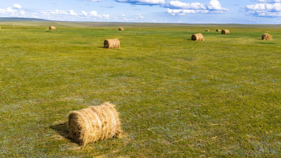 View of grassland in Hulun Buir, N China's Inner Mongolia