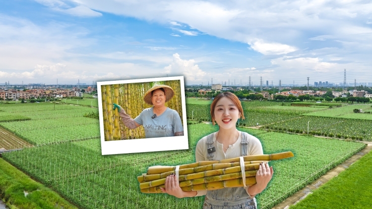 广州这个村甜过头！南沙水乡变身大自然里的“百果园”｜粤来粤好百千万