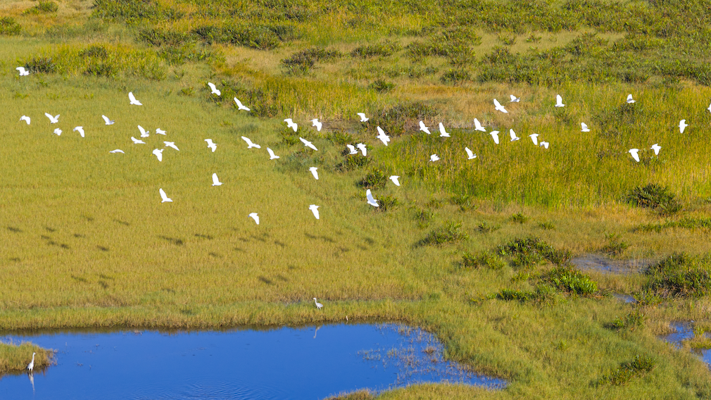 Maoming greets groups of migratory birds, showcasing harmony between human and nature