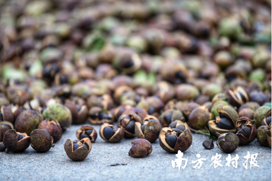 想不到吧,这居然是山茶油的“初级形态”——山茶籽 想不到吧,这居然是山茶油的“初级形态”——山茶籽