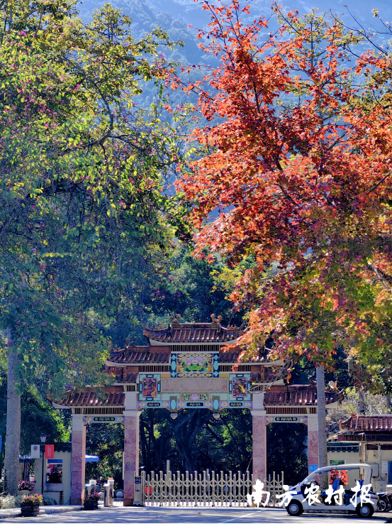 秋时已至,广州流溪河国家森林公园的树木换上红装,来林中走走令人心旷神怡 秋时已至,广州流溪河国家森林公园的树木换上红装,来林中走走令人心旷神怡