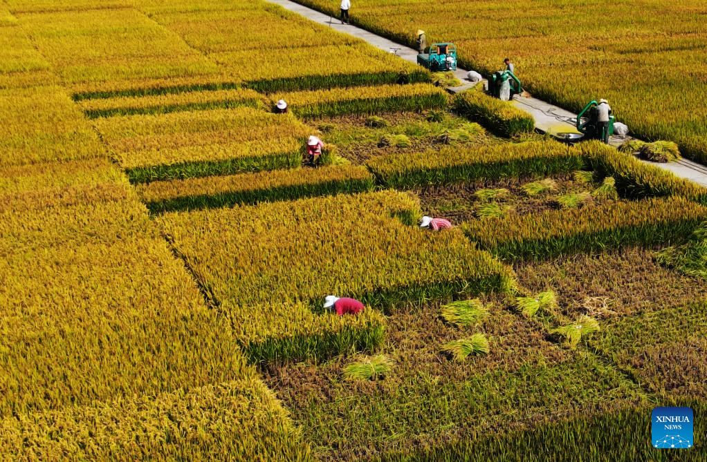 Farmers busy with agricultural activities on Cold Dew across China
