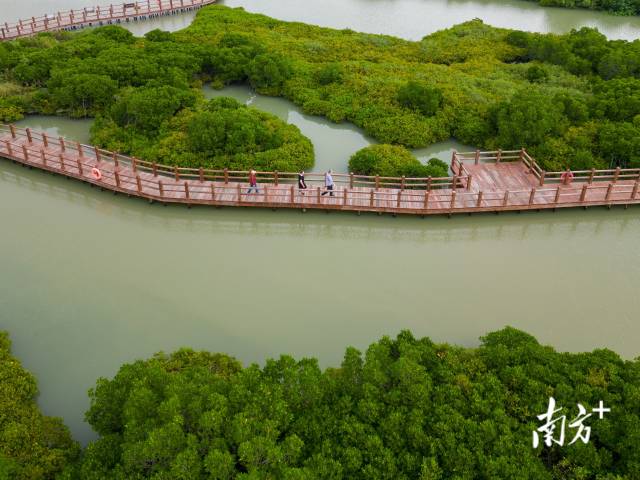 每一天，湛江市金牛岛红树林保护片区吸引了一批批游客前来参观。
