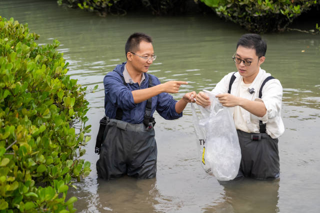 南方+记者跟随科研人员下水收集红树林凋落物。
