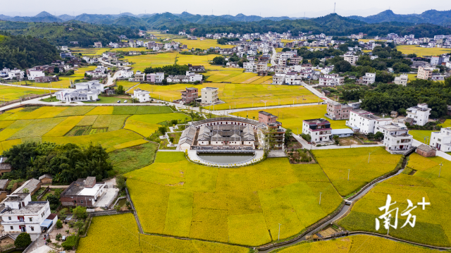 △眼下,黄埔村晚稻进入收获期,“丰”景如画。