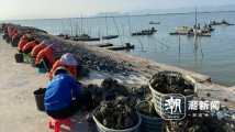 强信心 稳预期 促发展丨一只蚝的致富经:汕尾晨洲村科学养蚝富了一方人 强信心 稳预期 促发展丨一只蚝的致富经:汕尾晨洲村科学养蚝富了一方人