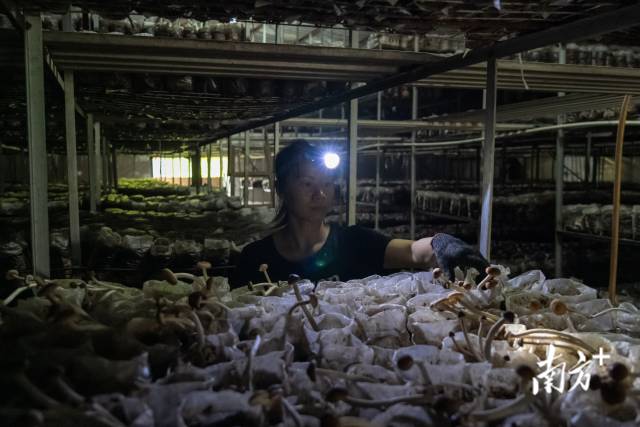 △菇棚内,种植户张远灵忙着采摘茶树菇。 △菇棚内,种植户张远灵忙着采摘茶树菇。