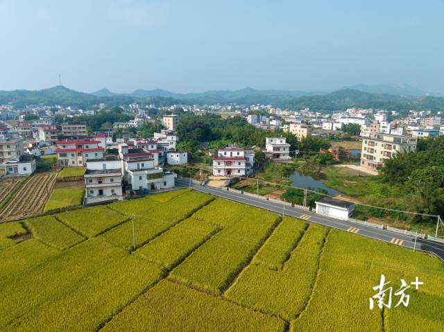 △眼下,黄埔村晚稻进入收获期,“丰”景如画。 △眼下,黄埔村晚稻进入收获期,“丰”景如画。