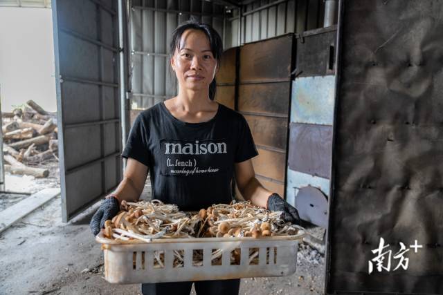 △种植户张远灵把新鲜采摘的茶树菇送到烘干房。 △种植户张远灵把新鲜采摘的茶树菇送到烘干房。