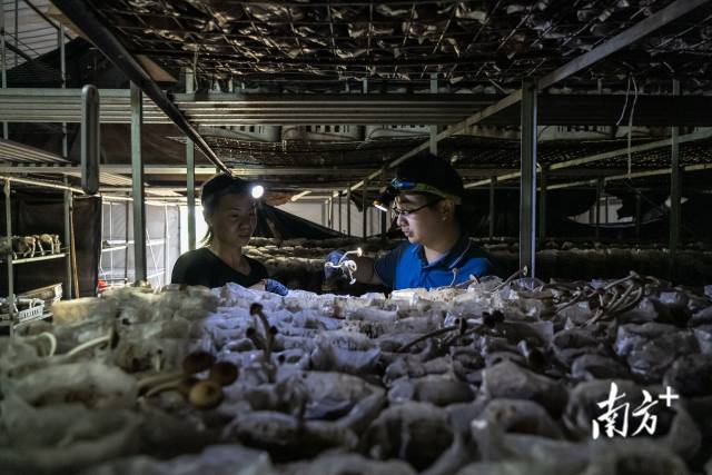 △菇棚内,种植户张远灵(左)向记者介绍茶树菇栽培模式。 △菇棚内,种植户张远灵(左)向记者介绍茶树菇栽培模式。