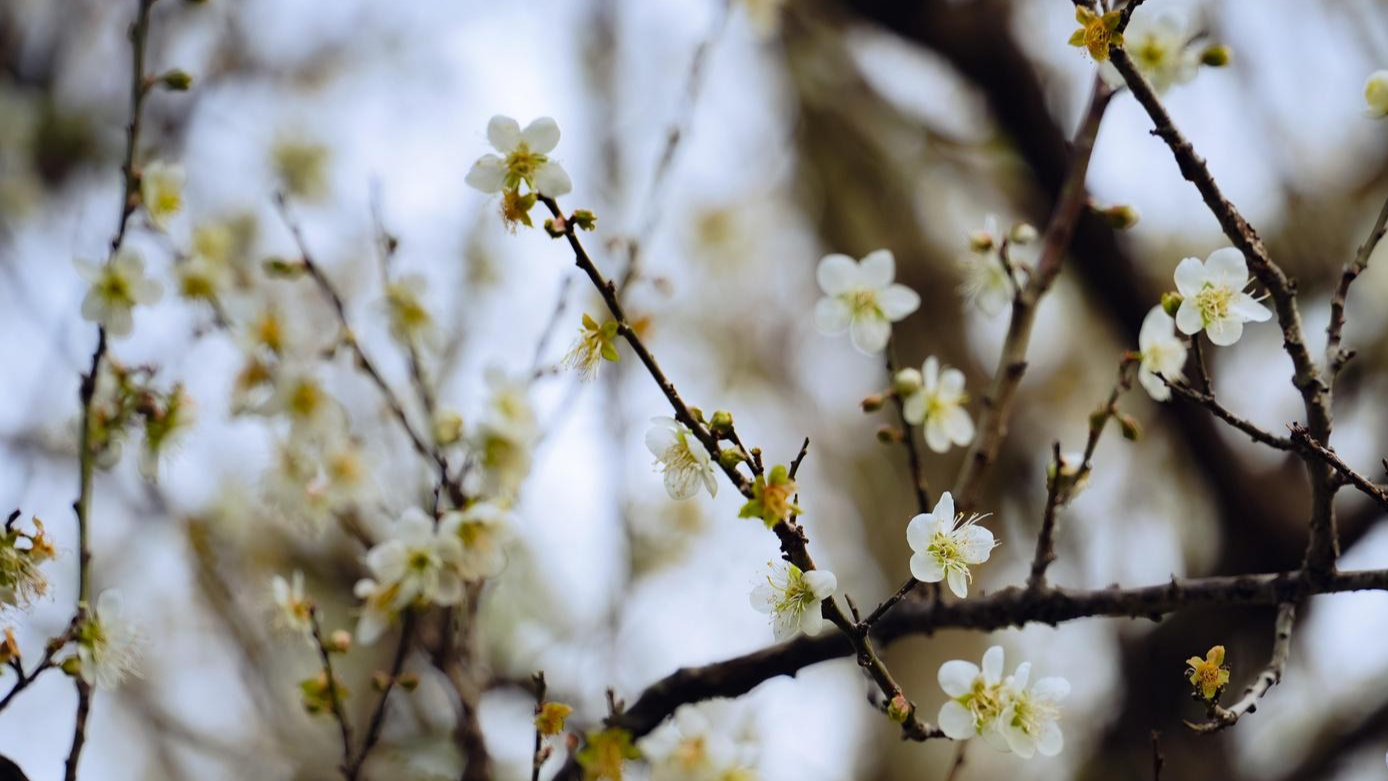 Guangdong braces for chilly days ahead